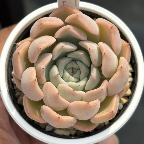 人気レア品種！☆沙羅姫牡丹×スノーキャッスル 多肉植物 自家繁殖 国産