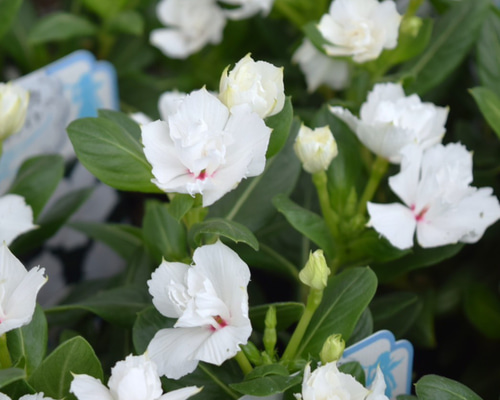 fb0ca833452ff5a20dd89c637de6ed