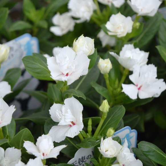 ニチニチソウ 「エンジェル ホワイト」 花苗 花 苗 ガーデニング