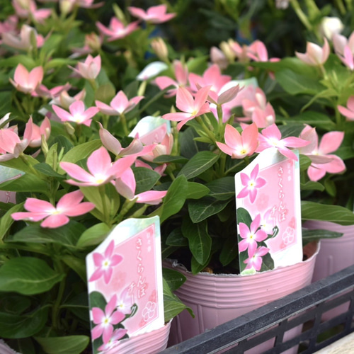 サトウ園芸さん】ニチニチソウ「さくらんぼチーク」 花苗 花 苗