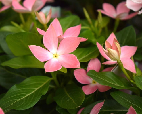 70686cc458231398f9f8159e4b81f6