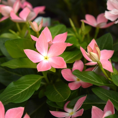 花 サトウ園芸さん】ニチニチソウ「さくらんぼチーク」 花苗 花 苗
