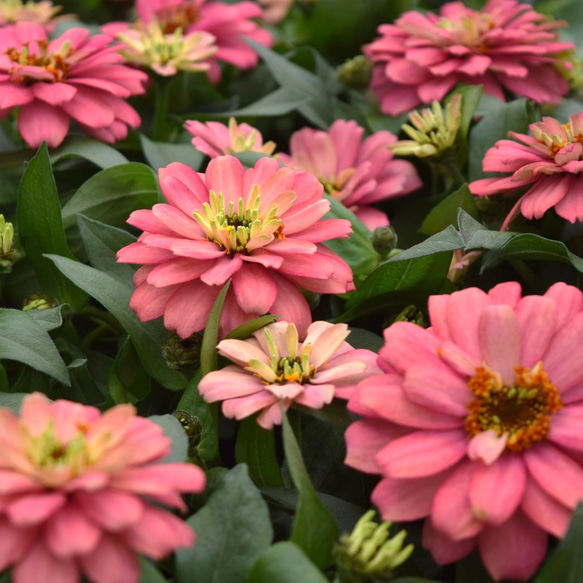 ジニア「ザハラ サーモンピンク」花苗 花 苗 ガーデニング フラワー