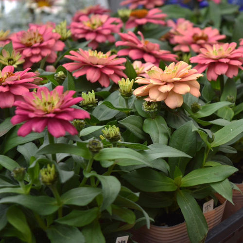 ジニア「ザハラ サーモンピンク」花苗 花 苗 ガーデニング フラワー