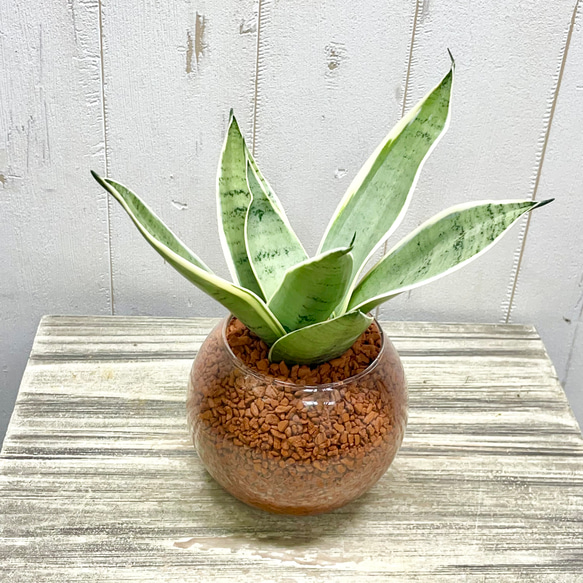 コリアグランドセール 2025 サンセベリア・シルバーハニー｜ハイドロカルチャー仕立て 花・観葉植物
