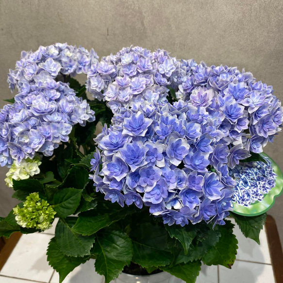 福岡ブランド☆ハイドランジア☆アジサイ☆5号鉢☆希少☆ ☆ハイドランジア♡アジサイ☆プリンセスリング☆5号鉢☆希少☆ JFS