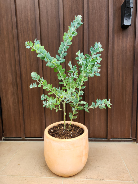 パールアカシア　テラコッタ鉢植え　苗　苗木　ミモザ　オージープランツ 可愛い♪パールアカシア テラコッタ鉢植え ミモザ オージー