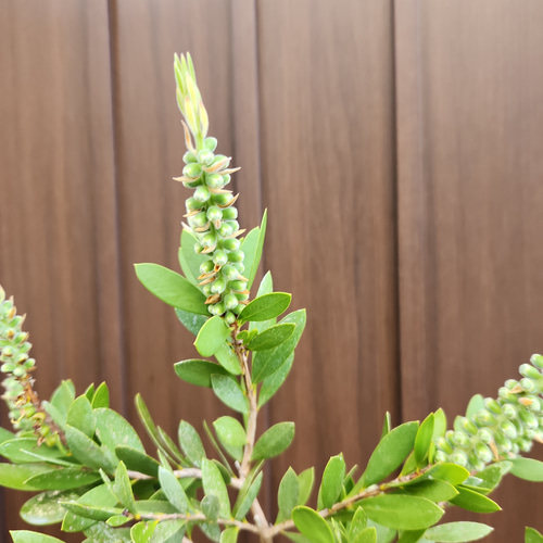 カリステモン ブラシノキ ホワイトアンザック 白花 金宝樹