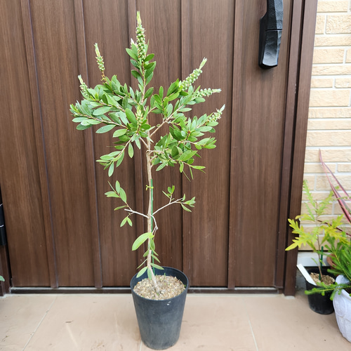 みどりいろ様ご連絡ページ　白花　カリステモン　ホワイトアンザック　鉢植え みどりいろ様ご連絡ページ 白花 カリステモン ホワイト