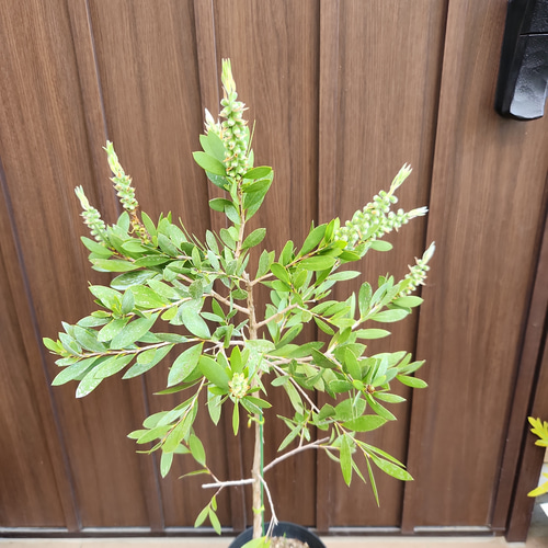 カリステモン ブラシノキ ホワイトアンザック 白花 金宝樹