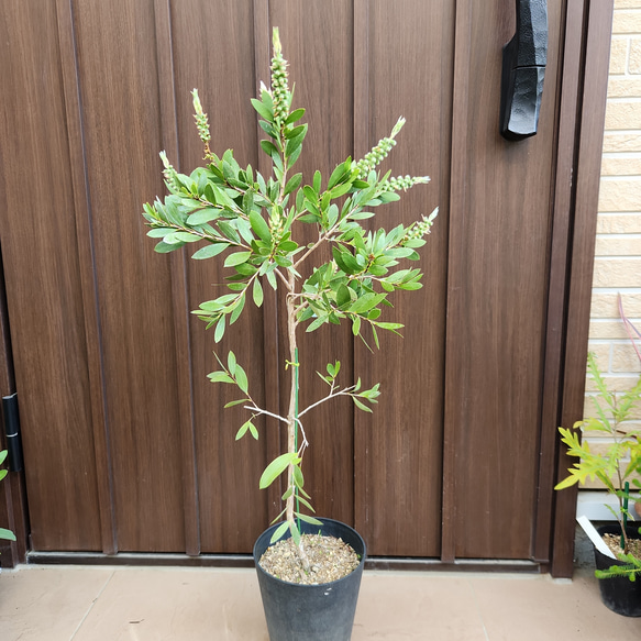 カリステモン　ホワイトアンザック　4本株立ち カリステモン ホワイトアンザック カリステモン ホワイトアンザック 4