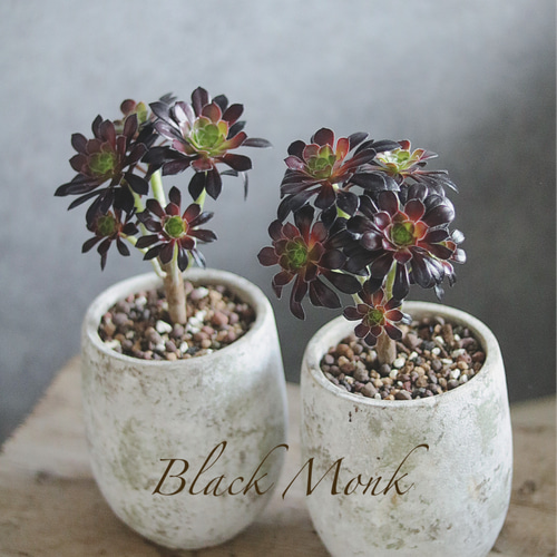 黒法師☆アエオニウム多肉植物☆プレゼントにも 多肉植物 Ranan 通販