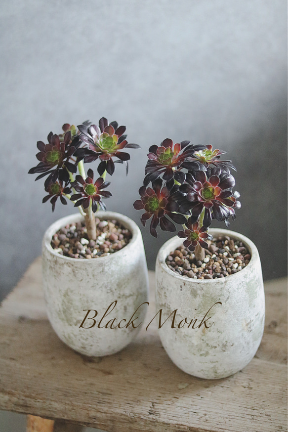 黒法師☆アエオニウム多肉植物☆プレゼントにも 多肉植物 Ranan 通販