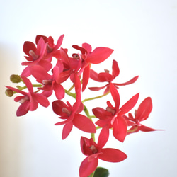 アップル＋オーキッド！？ 赤いりんごと蘭(レッド)　アーティフィシャルフラワー　咲き続けるフラワーインテリア 11枚目の画像