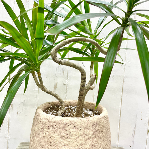 希少品種＊ドラセナ・ナビー｜曲線美が魅力の新品種＊アンティーク鉢