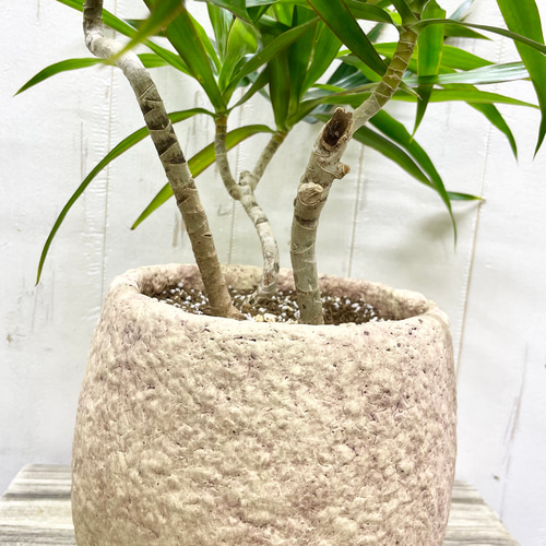 希少品種＊ドラセナ・ナビー｜曲線美が魅力の新品種＊アンティーク鉢