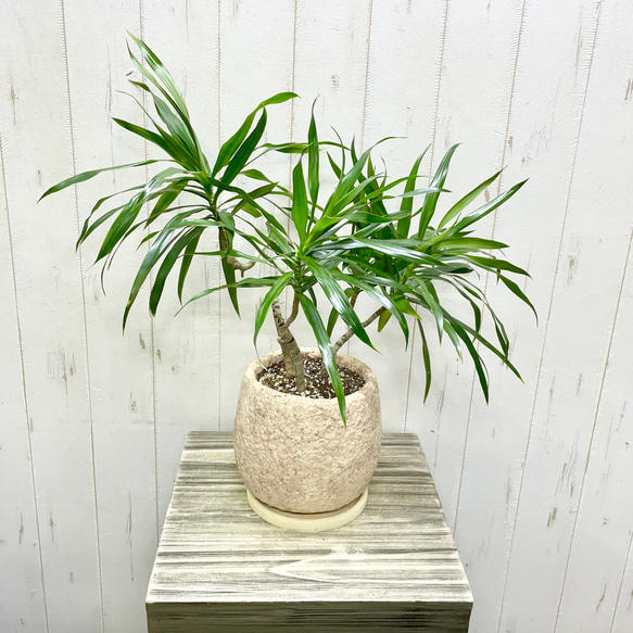 希少品種＊ドラセナ・ナビー｜曲線美が魅力の新品種＊アンティーク鉢