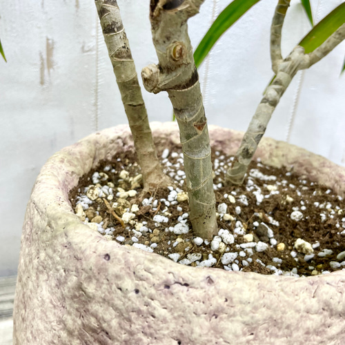 希少品種＊ドラセナ・ナビー｜曲線美が魅力の新品種＊アンティーク鉢