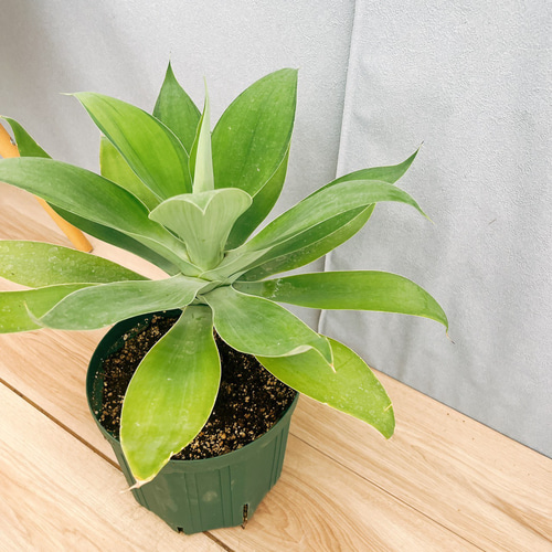 現品］【希少】36番 アガベ アテナータ 斑入り カラズストライプ 観葉