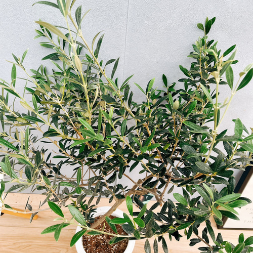 ［現品］29番　創樹　オリーブ　マンザニロ　7号　観葉植物　オリーブの木　人気 現品］29番 創樹 オリーブ マンザニロ 7号 観葉植物 ベランダ