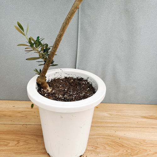［現品］29番　創樹　オリーブ　マンザニロ　7号　観葉植物　オリーブの木　人気 現品］29番 創樹 オリーブ マンザニロ 7号 観葉植物 ベランダ