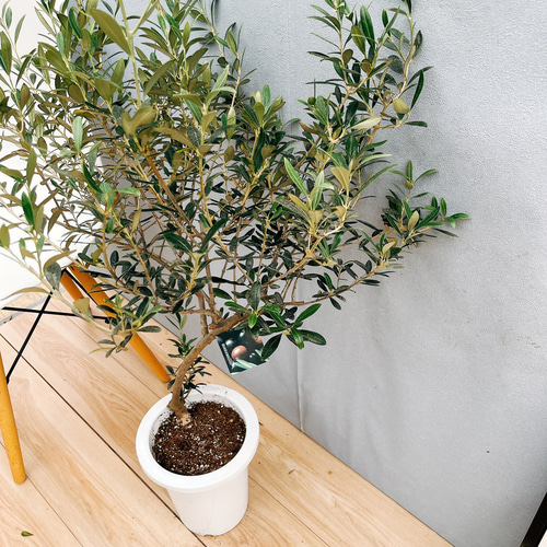 ［現品］29番　創樹　オリーブ　マンザニロ　7号　観葉植物　オリーブの木　人気 現品］29番 創樹 オリーブ マンザニロ 7号 観葉植物 ベランダ