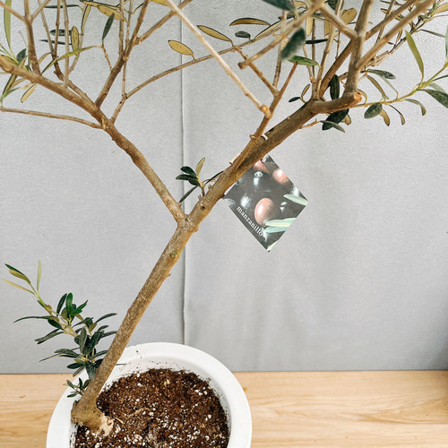 ［現品］29番　創樹　オリーブ　マンザニロ　7号　観葉植物　オリーブの木　人気 現品］29番 創樹 オリーブ マンザニロ 7号 観葉植物 ベランダ