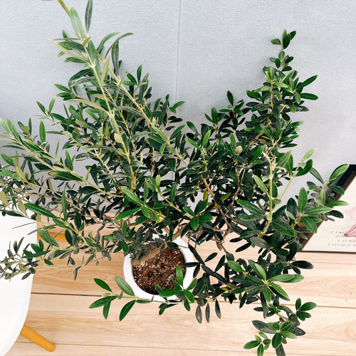 ［現品］29番　創樹　オリーブ　マンザニロ　7号　観葉植物　オリーブの木　人気 現品］29番 創樹 オリーブ マンザニロ 7号 観葉植物 ベランダ