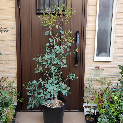 ユーカリ カンフォラ 大型ポット苗 可愛いハートリーフ♡ 苗木 植栽