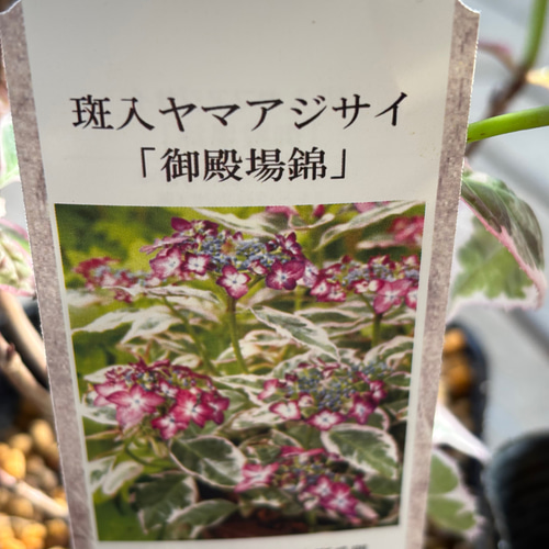 c*7様 山野草　斑入りヤマアジサイ　御殿場錦 楽天市場】予約販売 山アジサイ 御殿場錦 9cmポット 品種登録