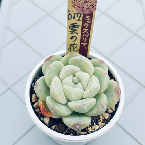 うぐいす 雲の花 ブルーバニラ 札付き おらいさんミックスベリア 多肉