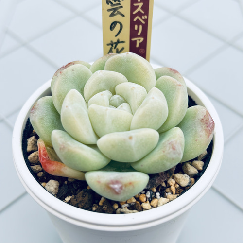 雲の花 ミックスベリア おらい苗 多肉植物 多肉植物 kanomarihome 通販