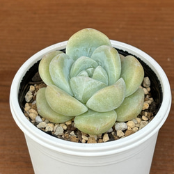 コロラータ×ざわわ おらい苗 青札 多肉植物 多肉植物 kanomarihome