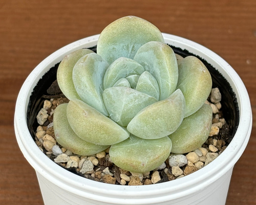 札付き✨大きな雲の花❤️おらいさん 札付き✨大きな雲の花❤️おらいさん