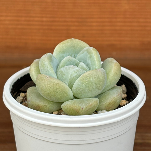 札付き♥️雲の花✨おらいさん苗 抽選販売【おらいさん苗】雲の花 | cottage garden