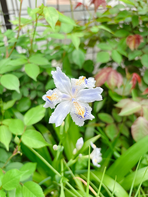 山野草 シャガ 株分け苗 アートフラワー Little Garden 通販 19333880
