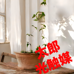 光触媒 人工観葉植物 ウォールグリーン フェイクグリーン ユーカリ高さ