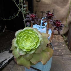 多肉植物 アエオニウムの黒法師×八咫の鏡の寄せ植え 多肉植物 ミクロ