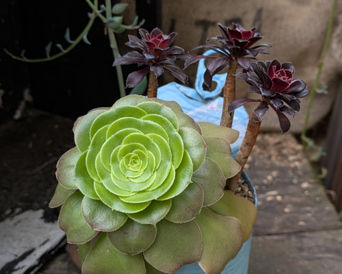 多肉植物 アエオニウムの黒法師×八咫の鏡の寄せ植え 多肉植物 ミクロ