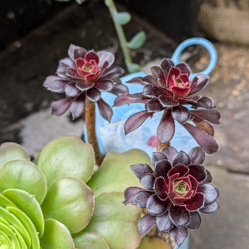 多肉植物 アエオニウムの黒法師×八咫の鏡の寄せ植え 多肉植物 ミクロ