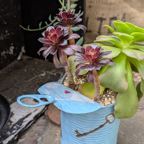 多肉植物 アエオニウムの黒法師×八咫の鏡の寄せ植え 多肉植物 ミクロ