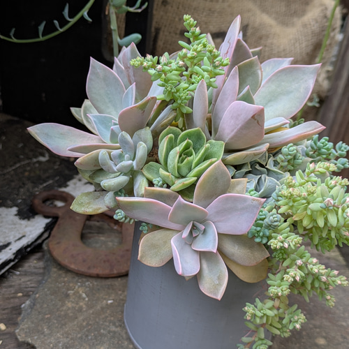多肉植物 トップシータービー×初恋のシックな寄せ植え 多肉植物 ミクロ