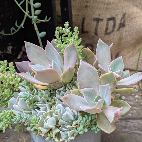 多肉植物 トップシータービー×初恋のシックな寄せ植え 多肉植物 ミクロ