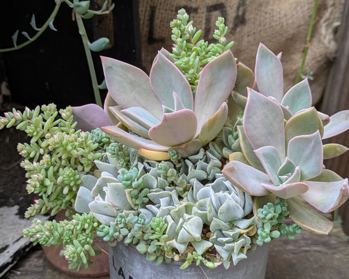 おまとめ中！39SALE！多肉植物^o^   盛り盛り！トップシーダビー 9d8e1140600344ee25419954376c96