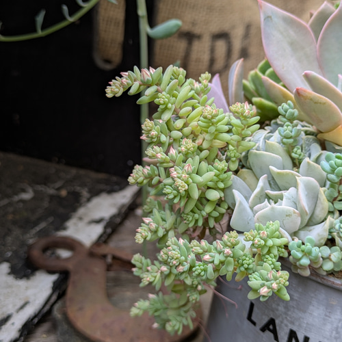 多肉植物 トップシータービー×初恋のシックな寄せ植え 多肉植物 ミクロ