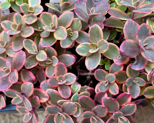ワイルドファイヤー 斑入り セダム 多肉植物 多肉植物 プクニク 通販