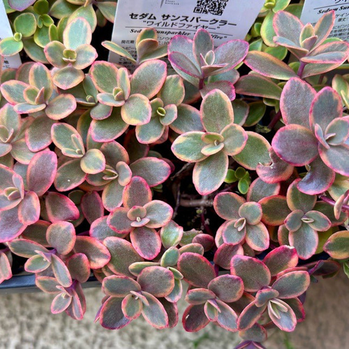ワイルドファイヤー 斑入り セダム 多肉植物 多肉植物 プクニク 通販
