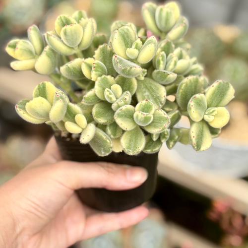 熊童子錦 特大株 斑入り コチレドン 多肉植物 多肉植物 プクニク 通販