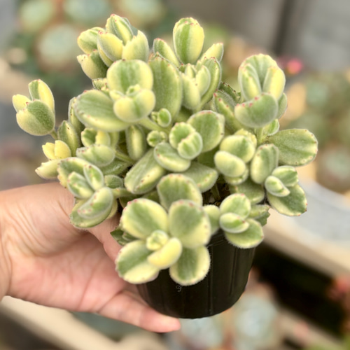 熊童子錦 特大株 斑入り コチレドン 多肉植物 多肉植物 プクニク 通販