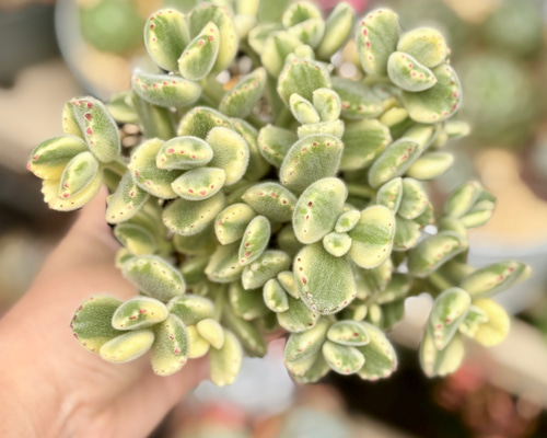熊童子錦 特大株 斑入り コチレドン 多肉植物 多肉植物 プクニク 通販